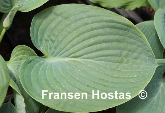 Hosta Montreal Blue Ice Storm